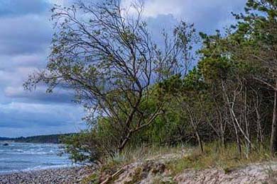 曼联正式宣布签约逆天前锋，转会市场火热，曼联引进前锋